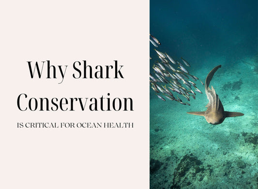 Cover image for the article "Why Shark Conservation is Critical for Ocean Health" featuring a shark swimming underwater with fish.