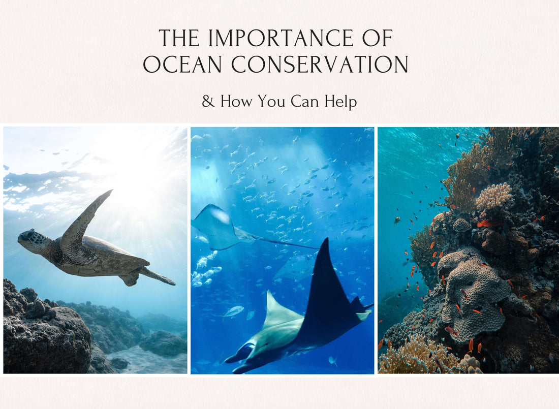 Ocean conservation importance with sea turtle, manta ray, and coral reef promoting environmental protection and how you can help.